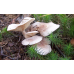 Мицелий Млечника блеклого / Млечник вялый ( Lactarius vietus)